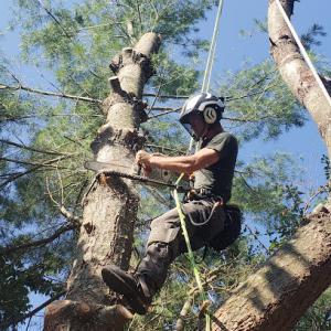 Timber Works Tree Care