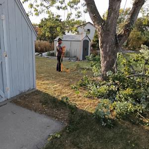 Cherry Tree Services