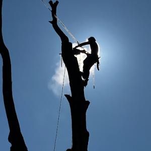 Arbor-Craft Tree Service