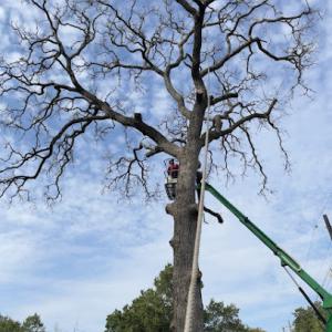 Brazos Valley Tree Services