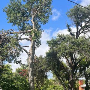 Morales Tree Services