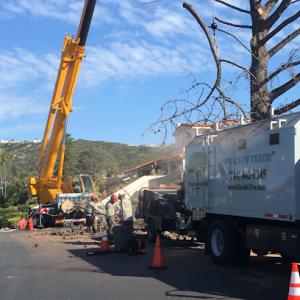 David's Tree Service