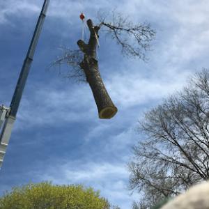 Alpha Squirrel Tree Service