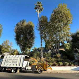 Majestic Tree Care