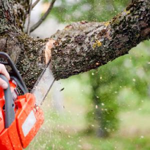 Tree Service Burleson