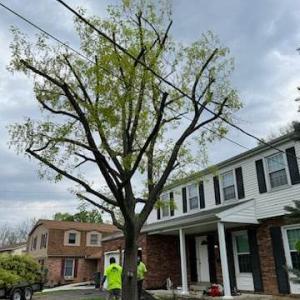 William H Tree Service