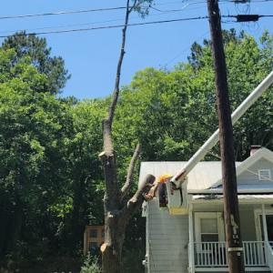 Uprooted tree service