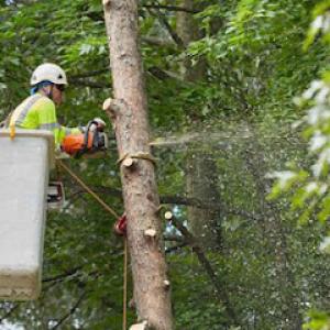 Progressive Discount Tree Service