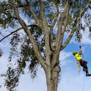 Bartlett Tree Experts