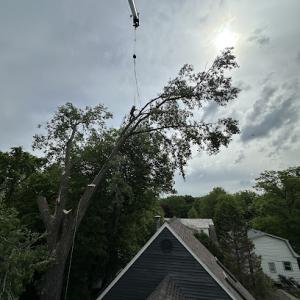 Summit Tree Care Pros.