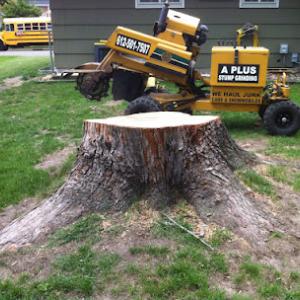 A+ Stump Grinding