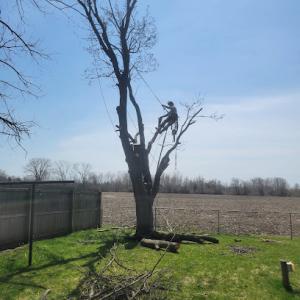 Zerla's Tree Services