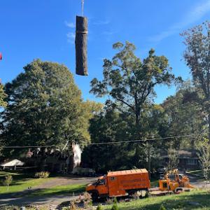 Dos Amigos Tree Experts