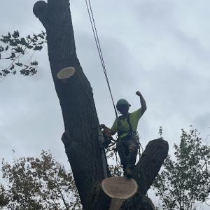 True Vine Tree Service