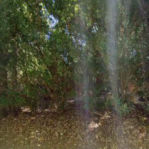 Busted Stump Tree Service