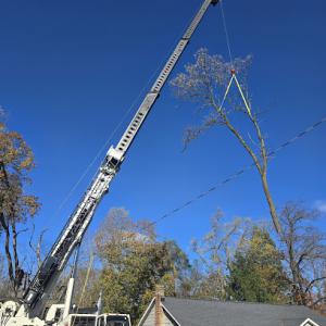 Shaffer Tree Services