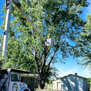 Munoz Tree & Lawn Service