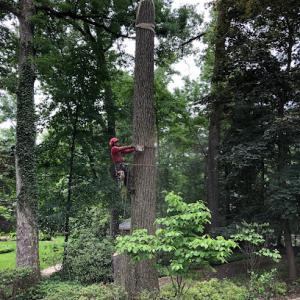 Amazing Tree Services