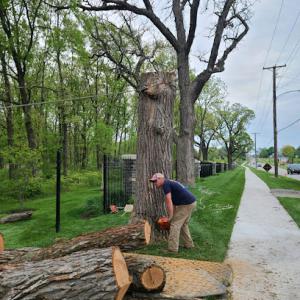 Timber Masters Tree Service