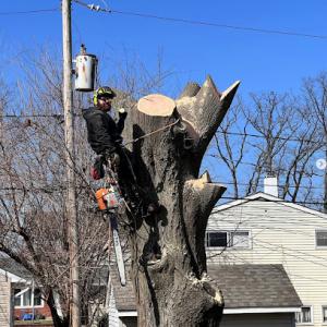 Trinity Tree Service Alexandria