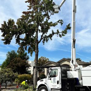 Emerald View Tree Service
