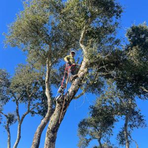 Lucatero Tree Services