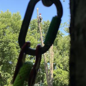 ArborCare Tree Management