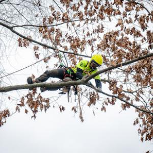 Victory Tree Care