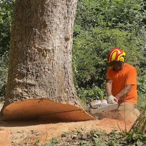 Mauro’s Tree Service