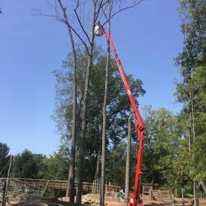 AllState Tree & Landscaping Group