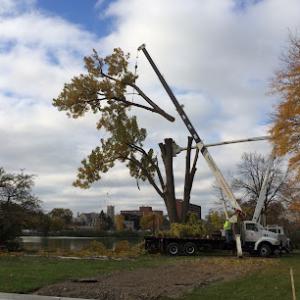 Westside Forestry Services