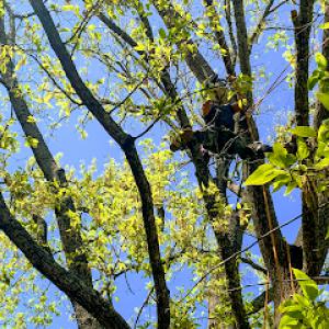 M&J's Bucket Truck & Tree Services