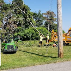 Anywhere Tree Care