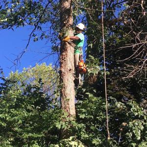 Royce Tree Service