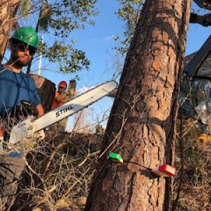 Let's Talk Tree Care