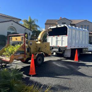 Pelletier Tree Service & Brush Clearance