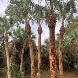 Banyan Landscaping & Tree Services