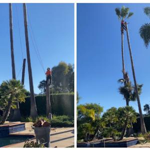 SA Tree Care & Maintenance