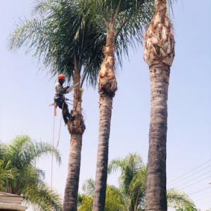 Santiago Tree Service