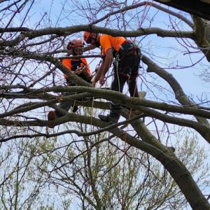 SavATree - Tree Service & Lawn Care