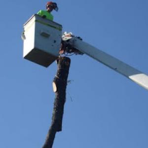 Javier Tree Services