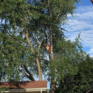 Bur Oak Tree Service