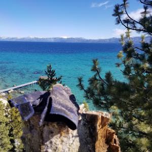 Gray Squirrel Tree Service