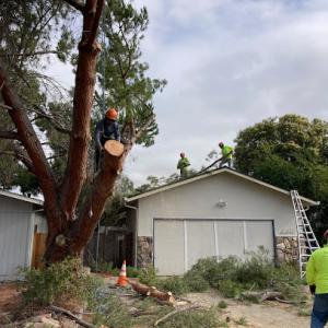 Majestic Tree Service
