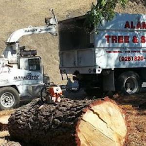 Alamo Tree & Stump Services