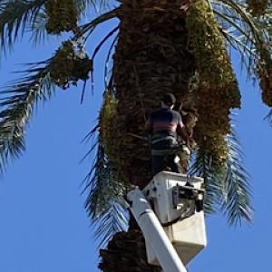 All Around Tree Care