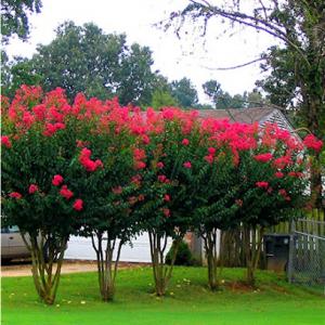 Crape Myrtle Guy