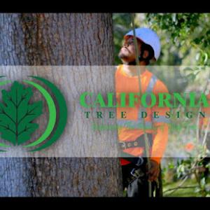 California Tree Design