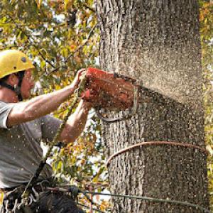 D & D Tree Service