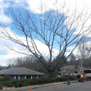 Siskiyou Tree Experts